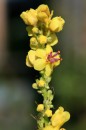 Dunkle Koenigskerze - Verbascum nigrum * 1146 x 1719 * (370KB)